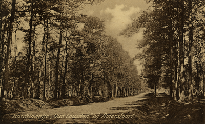 16581 Gezicht in een laan met naaldbomen bij Oud-Leusden te Amersfoort.